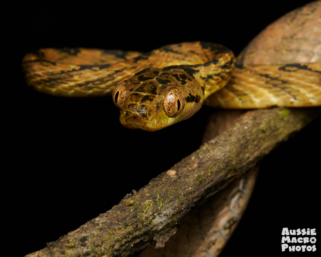 Thackeray's Cat Snake