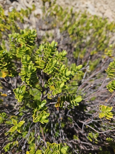 Image of Veronica brachysiphon by no rights reserved