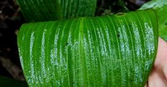 Costus allenii