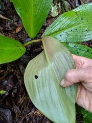 Costus allenii