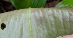 Costus allenii