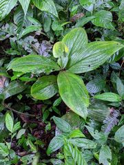 Costus allenii