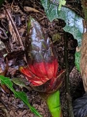 Costus allenii