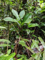 Costus allenii