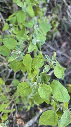 Foto de Velame-do-campo
