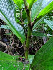 Costus allenii