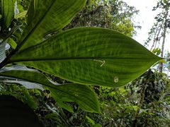 Costus allenii