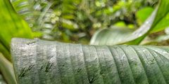 Costus allenii