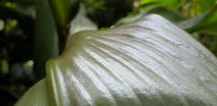 Costus allenii