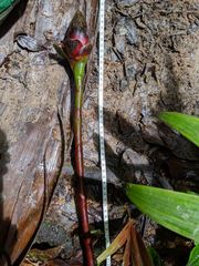 Costus allenii