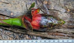 Costus allenii