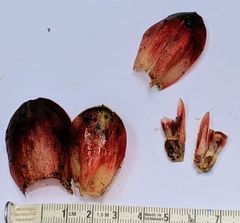 Costus allenii
