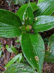 Costus allenii