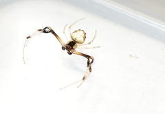 Verrucosa undecimvariolata