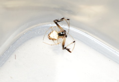 Verrucosa undecimvariolata