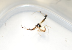 Verrucosa undecimvariolata