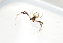 Verrucosa undecimvariolata