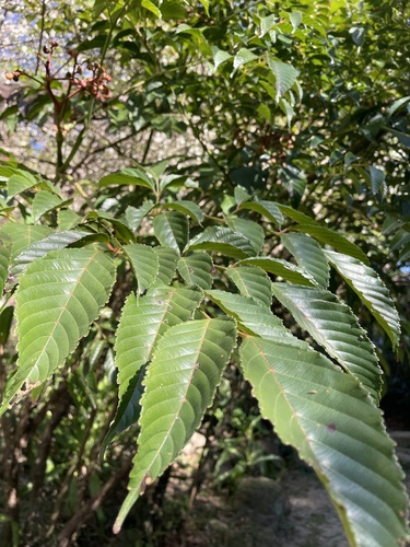 Foto de Café-de-bugre