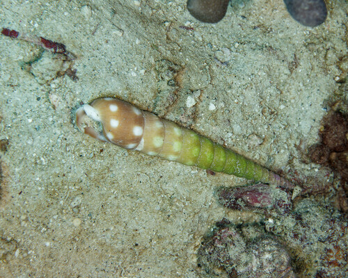 Terebra guttata observed 2025-01-11