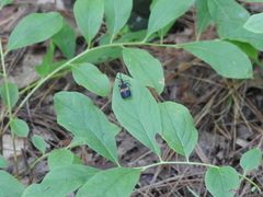 Calopteron reticulatum