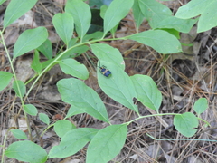 Calopteron reticulatum