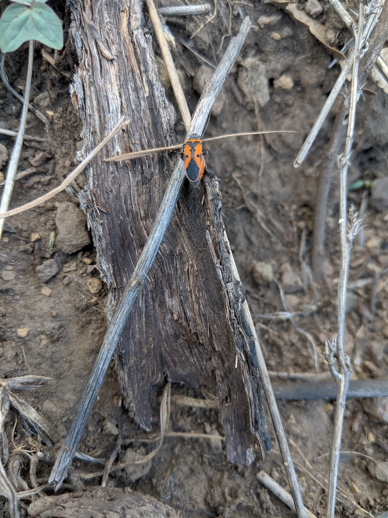 Lygaeus reclivatus enotus
