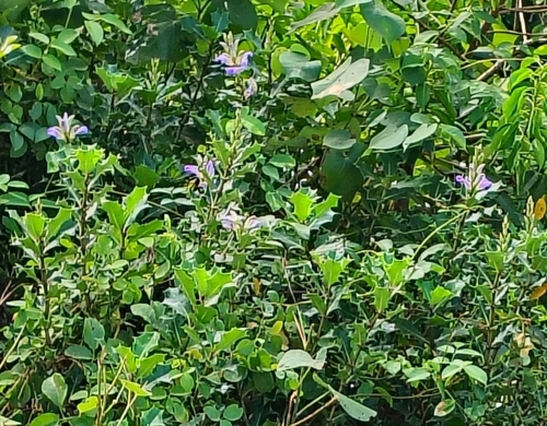 Image of Acanthus ilicifolius by (c) renjus box, some rights reserved (CC BY)