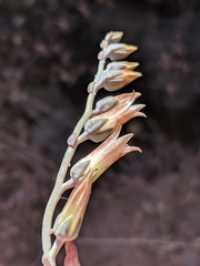 Dudleya abramsii