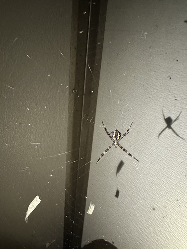 Hawaiian Garden Spider