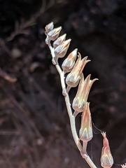 Dudleya abramsii