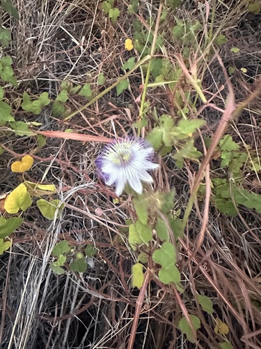 Stinking Passionflower