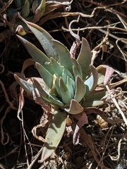 Dudleya abramsii