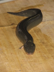 Siren intermedia