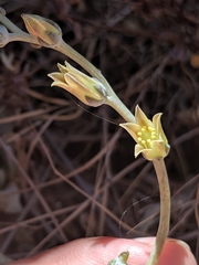 Dudleya abramsii