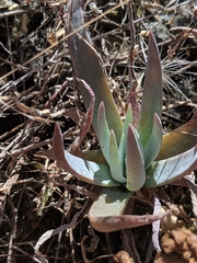Dudleya abramsii