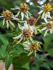 Eurybia radulina
