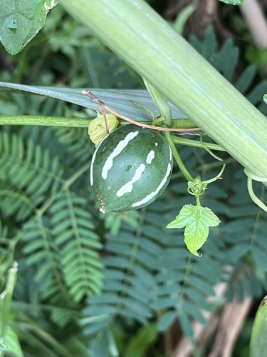 Foto de Melancia-de-papagaio
