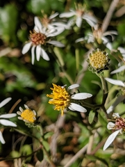 Eurybia radulina