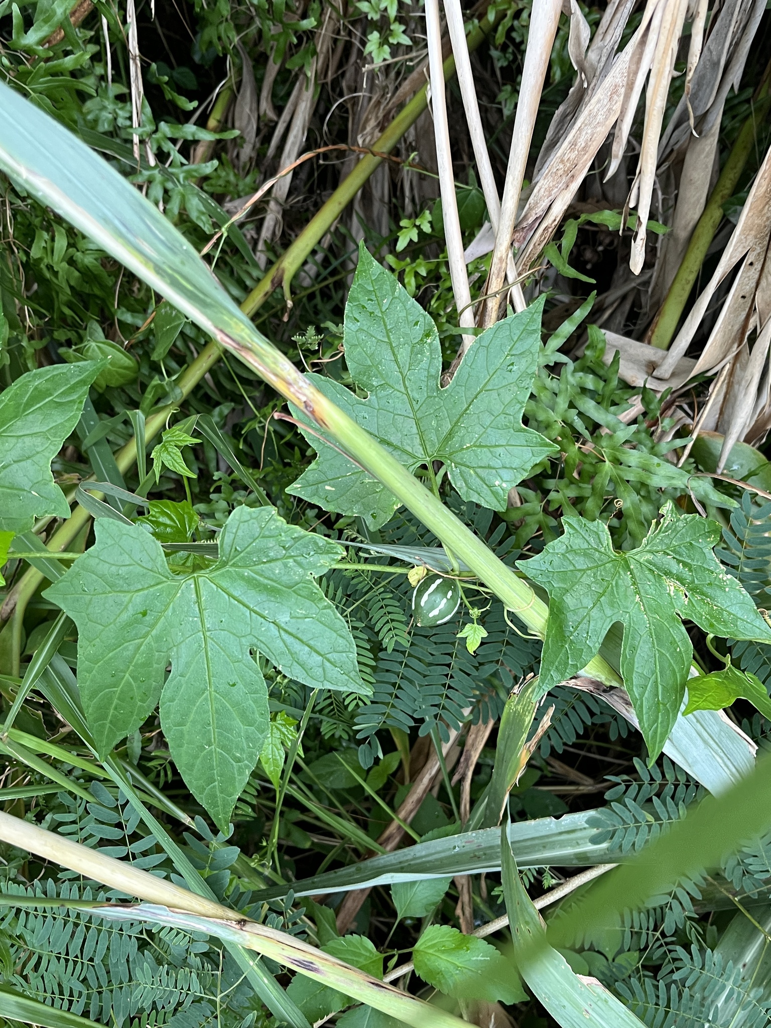 Imagem de Melancia-de-papagaio