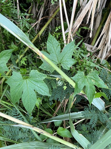 Foto de Melancia-de-papagaio