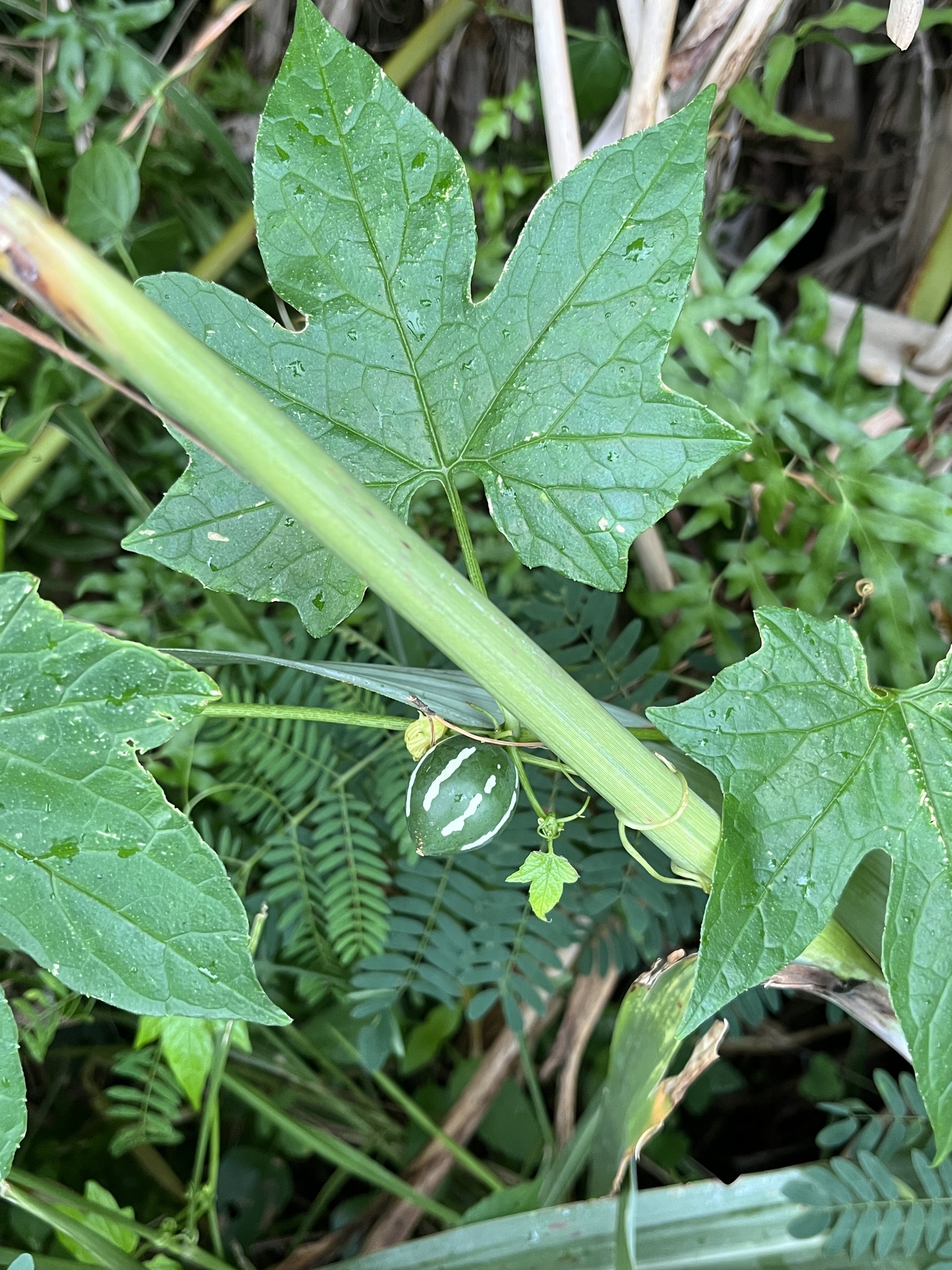 Imagem de Melancia-de-papagaio