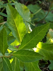 Eurybia radulina