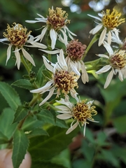 Eurybia radulina