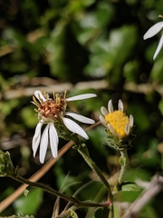 Eurybia radulina