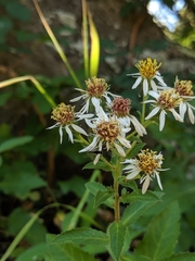 Eurybia radulina