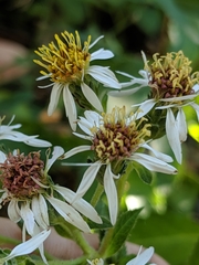Eurybia radulina
