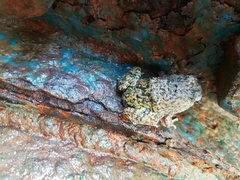 Pleurodema brachyops