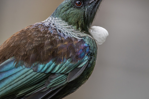 Tūī, photo 4 of 7