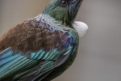 Tui photo 2