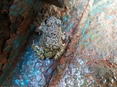 Pleurodema brachyops